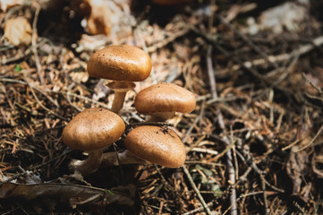 Close-up Edible mushrooms of honey agarics in a coniferous forest. Group of mushrooms in the natural environment