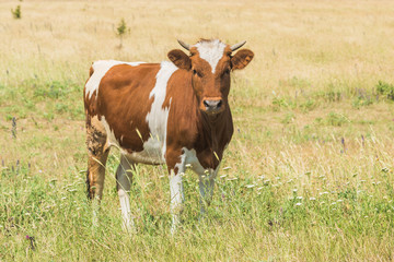 Naklejka na ściany i meble Brown cow with white spots on a meadow