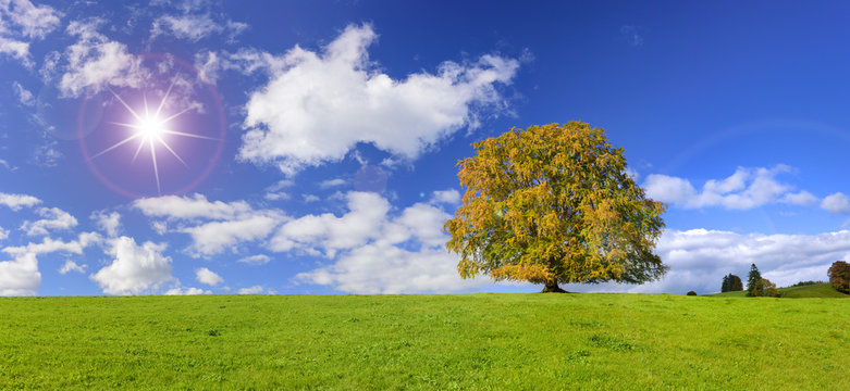 Weitwinkel mit Buche als Einzelbaum im Herbst mit Sonnenstrahlen