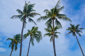 Fototapeta na wymiar Palm trees along the beach