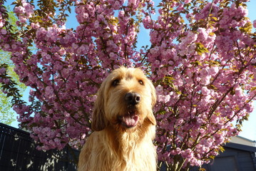 Chien à fleurs