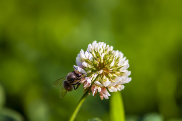 Trifolium and bee