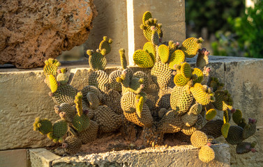 Close up cactus
