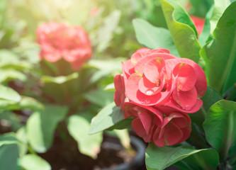 Crown of thorns flowers,Euphorbia milli Desmoul