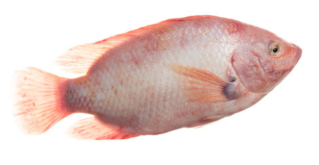 Ruby Fish or red tilapia fish isolated on white background.