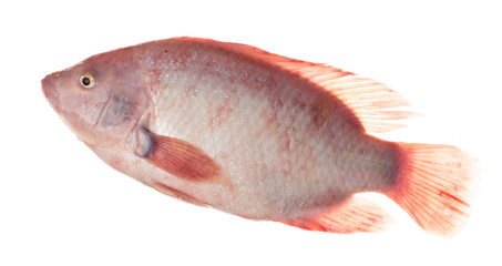 Obraz premium Ruby Fish or red tilapia fish isolated on white background.