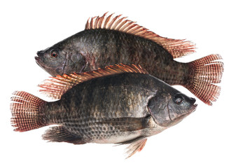 Fresh Tilapia fish isolated on white background