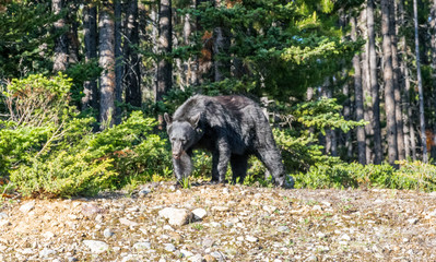 Big black bear looking for food at Jasper National Park, Alberta, Canada