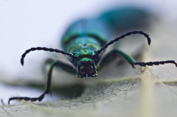 spider on the web