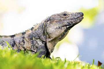 Scaley iguana basking on the grass in the sun and shadows on the Yacatan in the Riviera in Mexico looking for food