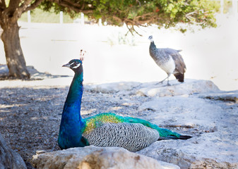 Colourful blue multicolored peacock sits in sandy rocks