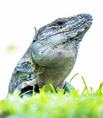 Scaley iguana basking on the grass in the sun and shadows on the Yacatan in the Riviera in Mexico looking for food