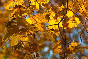 Yellow maple leaves lit by sunlight