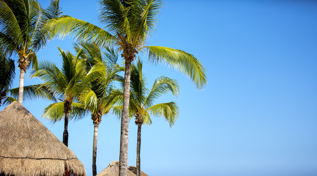 Palm trees against a clear blue sky on the Caribbean Coast on the Yucatan in the Riviera Maya, Mexico, a tropical paradise above thatched straw parasols