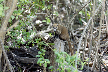 Shy and cuddly Coati or coatimundi sat on a branch or tree trunk in the Mexican Jungle in the caribbean on the Riviera Maya
