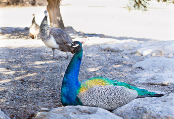 Colorful blue multicolored peacock sits in sandy rocks
