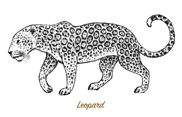 African Wild leopard. Profile Asian cat. Animal jaguar in the jungle. Tattoo artwork. Engraved hand drawn line art Vintage old monochrome sketch, ink. Vector illustration for label. safari symbol.