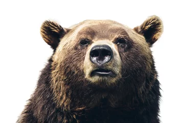 Foto auf Glas Head of a huge bear close-up on white background © mastak80