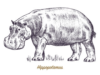 African hippopotamus Wild animal on white background. Engraved hand drawn line art Vintage old monochrome sketch, ink. Vector illustration for label. safari symbol.