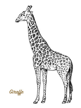 African giraffe Wild animal on white background. Engraved hand drawn line art Vintage old monochrome sketch, ink. Vector illustration for label. safari symbol.