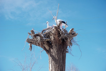 a stork's nest