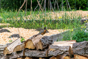 Bird sitting on a stack of logs with grass on the background