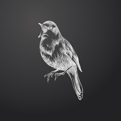 Hand Drawn Bird Sketch Symbol isolated on chalkboard. Vector  Element In Trendy Style
