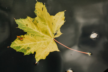 Yellow maple leaf lies on water close up