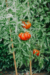 beautiful big red ribbed tomato grows onbush