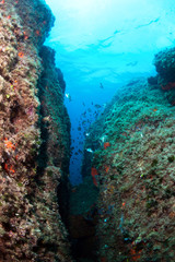 Naklejka na ściany i meble Underwater life, Mediterranean sea.
