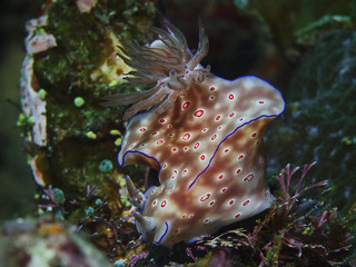 Three-lobed t-bar nudibranch, Sternschnecke (Ceratosoma trilobatum)