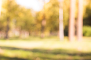 Outdoor park with tree and bokeh light, blur background