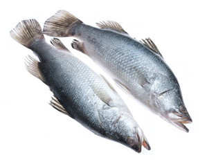 Fresh snapper fish isolated on white background,Ready for cooking.
