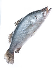 Fresh snapper fish isolated on white background,Ready for cooking.