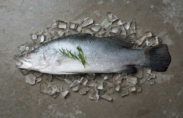 Fresh snapper fish on ice,Ready for cooking,top view