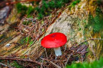 Cute penny bun mushroom is growing in the grass. The beautiful small brown cap of a cep is in the focus. It is vegetarian diet food. The mushroom grows in Ukrainian Carpathian Mountains in the forest.