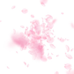 Fototapeta premium Sakura petals falling down. Romantic pink flowers 