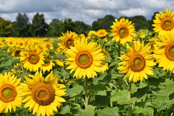Fototapeta premium Sunflowers