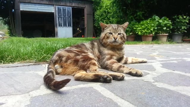 gatto anziano a riposo