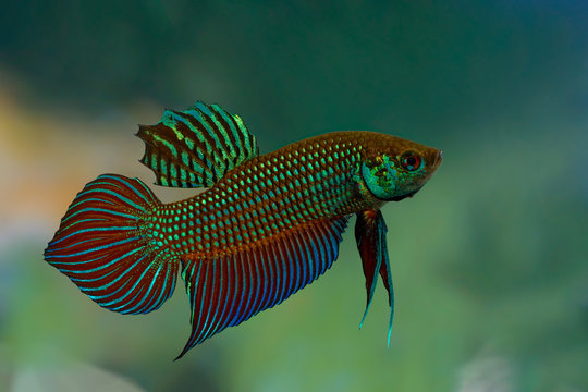 Mahachai betta or Betta mahachaiensis, Beautiful green fish with green background, Thailand.
