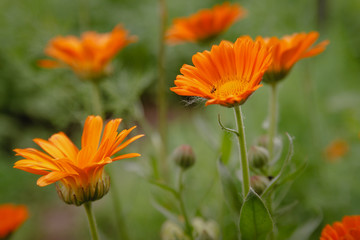 Flower with leaves Calendula, Calendula officinalis, pot, garden or English marigold, on blurred green background.