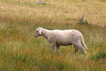 Obraz premium agnello solitario