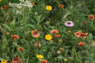 Wildflowers