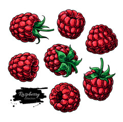 Raspberry vector drawing. Isolated berry sketch on white backgro