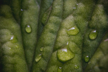 Fondo de una hoja de árbol verde