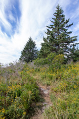 Fototapeta na wymiar vertical picture of hiking trail in Maine with yellow flowers