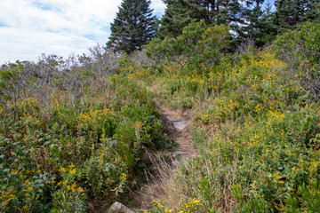 Fototapeta na wymiar hiking trail up a hill with yellow flowers in vinalhaven, me