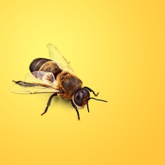 Bee isolated on the yelllow background