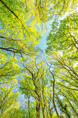 Tree crowns of Beech trees, Fagus sylvatica, and oak trees, Quercus robur, with soft yellow green leaves in spring against full sunlight of the nice warm color of Sunrise