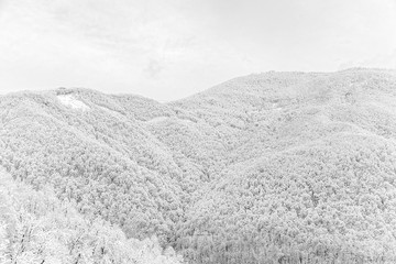 Magnificent winter forest. The Caucasus. Rosa Khutor ski resort